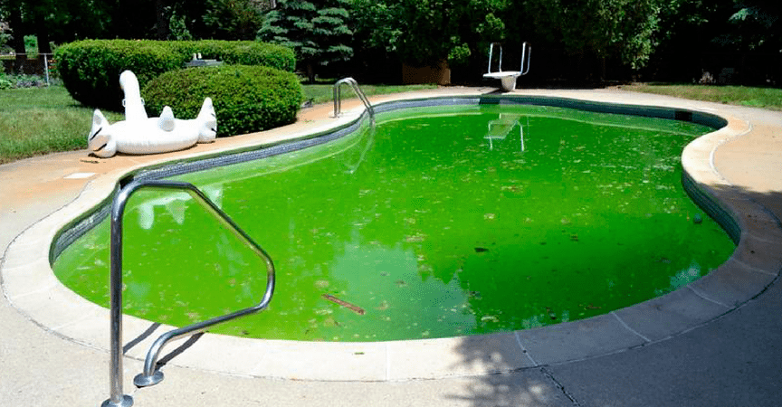 Come eliminare le alghe nella piscina